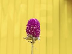 -春花秋色城市公园