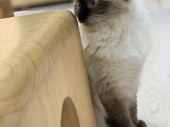 -猫和宫(六道口店)