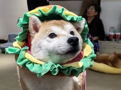 -逗柴咖啡屋·狗咖猫咖宠物桌游