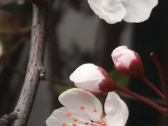 -武汉大学-樱园