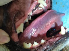 -芭比堂宠物医院·全科爱猫医院·仁德分院