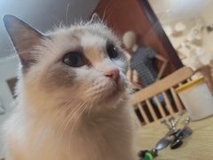 -楼上猫咖(罗湖店)