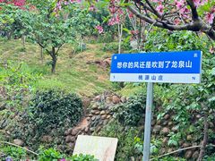 -桃源山庄·水蜜桃采摘·柴火鸡·烧烤团建(龙泉山店)