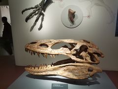 -自贡恐龙博物馆