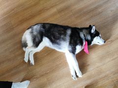 -Husky Go! 哈士奇体验馆·宠物咖啡厅狗咖