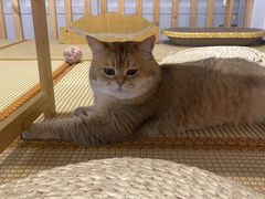 -柴迷FANS CLUB·柴犬狗咖·猫咖