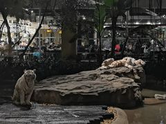 景观位-白虎自助餐厅·真老虎·景观自助餐厅(广州长隆酒店)