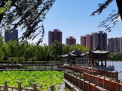 -莲花池公园
