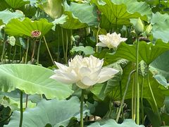 -济南大明湖景区