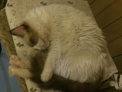 -猫色咖啡·猫咖