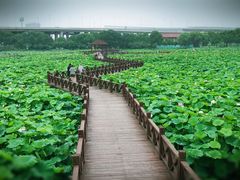 -荷塘月色湿地公园·向阳花洲