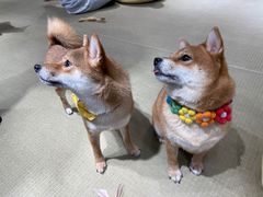 -逗柴咖啡屋·狗咖猫咖宠物桌游