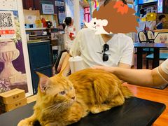 -猫小院猫主题咖啡厅(北锣店)