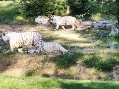 -北京野生动物园