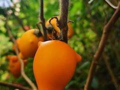 -优游吧斯邹族文化部落