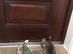 -芭比堂动物医院·犬猫全科·异宠专科(雁塔分院)