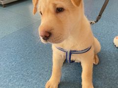 -宠颐生猫科·内科皮肤科(西平世纪城店)