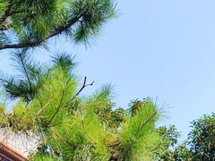 -西安大兴善寺