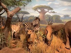 -陕西自然博物馆