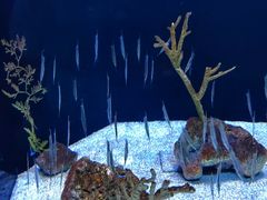 -上海海洋水族馆