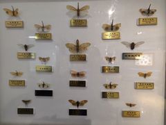 -上海昆虫博物馆