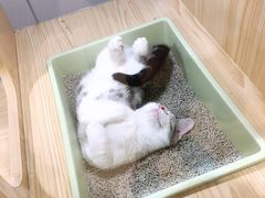 -屋虎猫馆(宝安大仟里店)