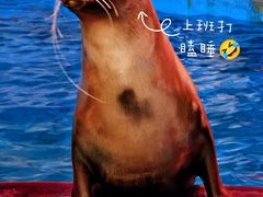 -烟台海昌鲸鲨海洋公园