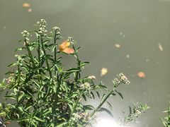 -海珠湖公园