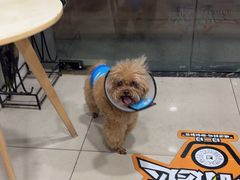 -佳雯宠物医院·皮肤科·内外科(春晓路分院)