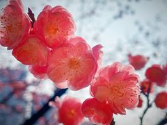 -望江楼公园