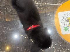 -宠颐生斯嘉宠物医院·急重症·心内科(谷阳北路分院)