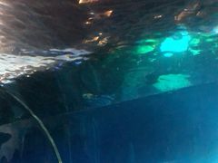 -海棠湾洲际-涛·海底餐厅·美人鱼·自助餐·海底隧道