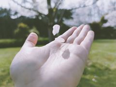 -顾村公园