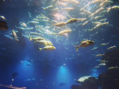 -海棠湾洲际-涛·海底餐厅·美人鱼·自助餐·海底隧道
