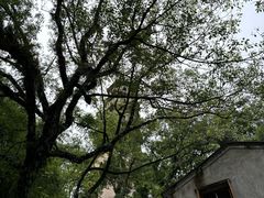 -江心屿景区