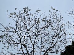 -莲花山公园