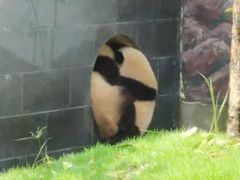 -中国大熊猫保护研究中心雅安碧峰峡基地