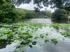-荔湾湖公园