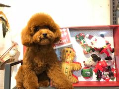 -PETKIT小佩宠物(古北店)