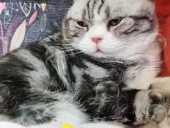 -猫在这儿猫咪咖啡馆·撸猫馆
