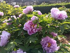 -洛阳市隋唐城遗址植物园