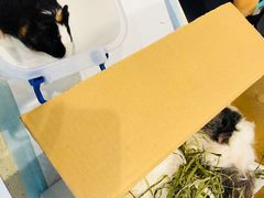 -雨林宠物医院 非犬猫异宠专科