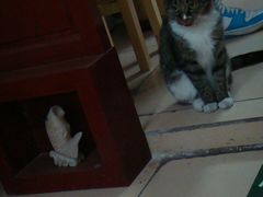 招财猫咪哟~-田记宫廷奶酪