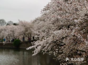 最近连下了四天雨，去鼋头渚赏樱花的人寥寥无几