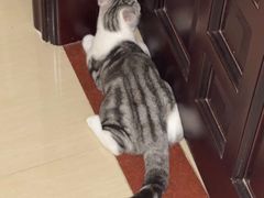 -lincat·猫舍(广州店)
