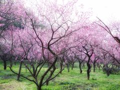 -梅花山(明孝陵内)