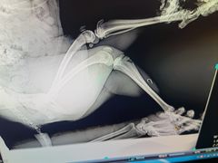 -美联众合动物医院·24h京西诊疗中心