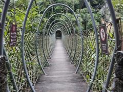 -海南热带雨林国家公园吊罗山景区