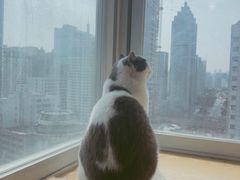 -Heymao猫咖.咖啡厅(东门店)
