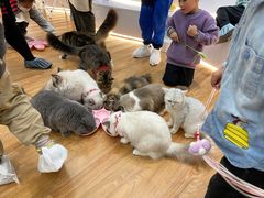 -COLOR PETS 撸猫馆·购猫·猫咖(长风大悦城店)